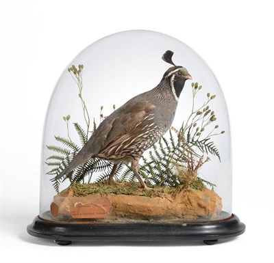 Lot 138 - California Quail (Lothortyx californica), circa late 19th century, male full mount,  posed...