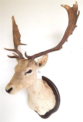 Lot 139 - Fallow Deer (Dama dama), circa 1990, shoulder mount turning slightly to the right, on shield,...