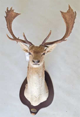 Lot 140 - Fallow Deer (Dama dama), circa 2000, shoulder mount turning slightly to the left, on oak shield...