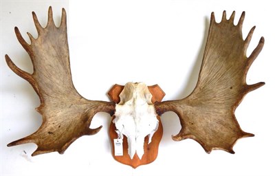 Lot 141 - European Moose (Alces alces), antlers on part upper skull, on pine shield, widest span 98cm...