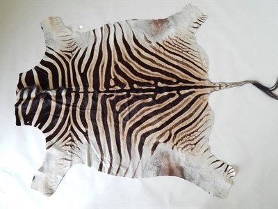 Lot 142 - Burchell's Zebra (Equus quagga burchelli), modern, skin rug, 237cm long