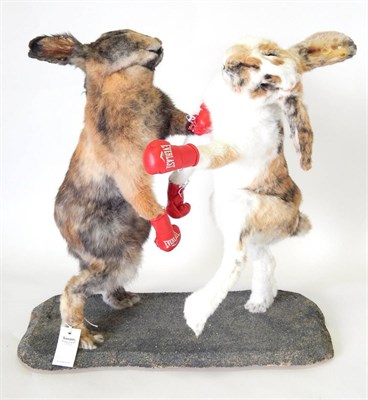 Lot 143 - A Pair of Boxing French Lop Rabbits (Oryctolagus cuniculus), two large rabbits in posed boxing...