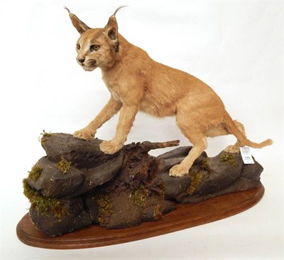 Lot 144 - African Caracal (Caracal caracal), circa 1970, full mount in hunting pose on faux rocks, with...