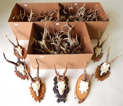 Lot 145 - Roe Deer (Capreolus capreolus), three boxes of assorted antlers on cut upper skulls, 15 mounted...