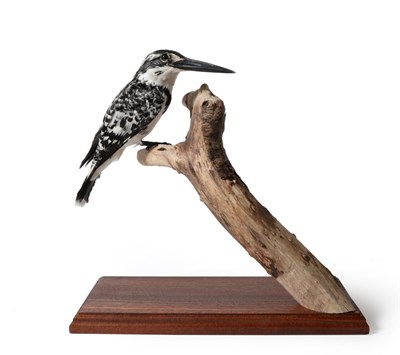 Lot 146 - Pied Kingfisher (Ceryle rudis), modern, full mount perched upon a cut tree branch, with head...