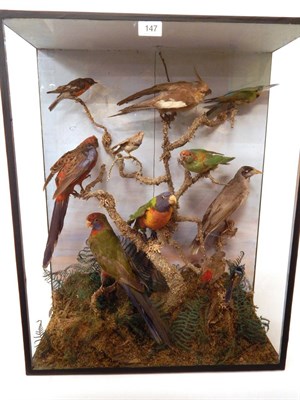 Lot 147 - A Victorian Taxidermy Display of Birds Native To Australia, to include: Cockatiel, Crimson Rosella