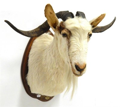 Lot 149 - Spanish Goat (Capra aegagrus hircus), circa 1997, shoulder mount turning slightly to the right,...