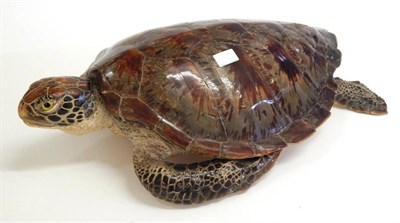 Lot 151 - Green Turtle (Chelonia mydas), circa 1965-70, full mount, 59cm by 38cm  With CITES A10...