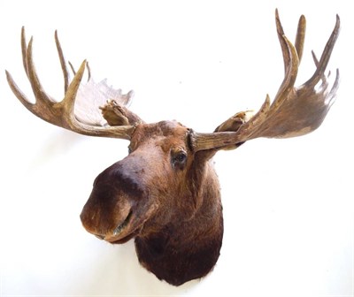 Lot 153 - Alaskan Moose (Alces alces gigas), late 20th century, shoulder mount, right antler 11 points,...