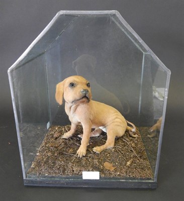 Lot 154 - Puppy (breed unknown), full mount in sitting pose with head turning to the left, enclosed...