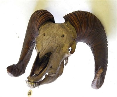 Lot 155 - Great Tibetan Sheep (Ovis ammon hodgsonii), circa 1890-1900, horns on full skull, right horn...