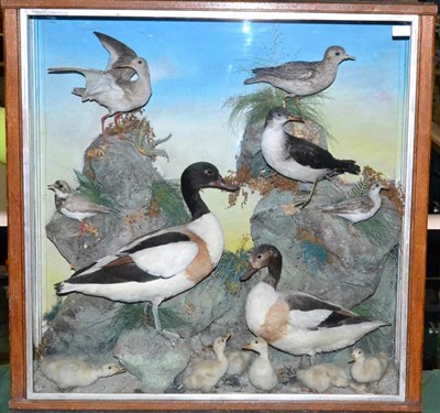 Lot 156 - A Large Display Case of Taxidermy Birds, early 20th century, by J Hutchings, depicting various...