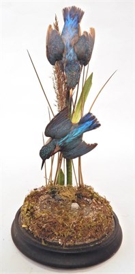 Lot 157 - A Pair of Kingfishers (Alcedo atthis), circa 1920, enclosed under a tall glass dome, both birds...