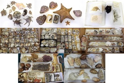 Lot 158 - A Large 19th Century Diverse Collection of World Sea Shells and Corals, to include a large star...