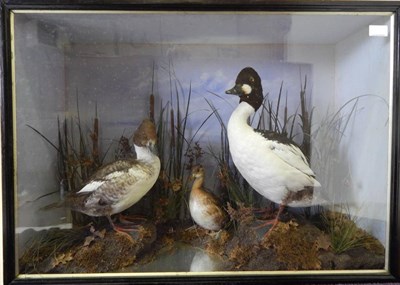 Lot 159 - Goldeneye (Bucephala clangula), circa 1900, a pair of full mounts male and female and Little...