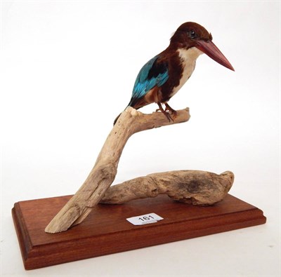 Lot 161 - White-Throated Kingfisher (Halcyon smyrnensis), modern, full mount perched upon a tree branch...