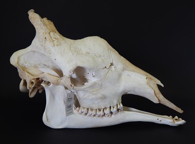 Lot 162 - Bull Giraffe (Camelopardalis reticulata), complete prepared full skull, 66cm long, height 41cm,...