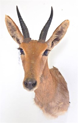 Lot 163 - Reedbuck (Redunca arundinum), modern, shoulder mount with head turning to the right, 43cm from...