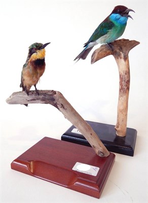 Lot 165 - Blue-Throated Bee-Eater (Merops viridis), modern, full mount perched upon a tree branch with...