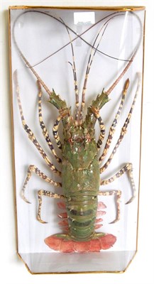 Lot 166 - Crayfish (Austropotamobius pallipes), full mount, 53cm long overall, enclosed within a plastic...