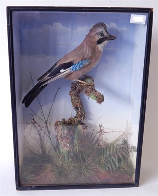 Lot 167 - Eurasian Jay (Garrulus glandarius), late Victorian, by G White, Naturalist, Salisbury, full...