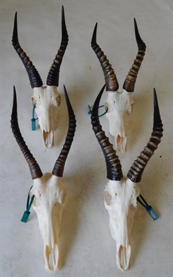 Lot 168 - Blesbok (Damaliscus phillipsi), modern, four horns on upper skulls (4)