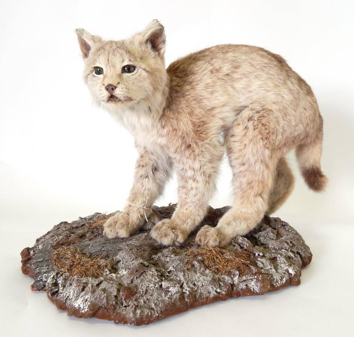 Lot 169 - Canadian Lynx (Lynx canadensis), circa 1940, juvenile full mount stood upon a cut tree bark...