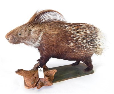 Lot 171 - Indian Crested Porcupine (Hystrix indica) circa late 20th century, full mount stood with front feet