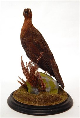 Lot 172 - Red Grouse (Lagopus lagopus), circa October 10th 2004, by S Heyes, Leyland, Lancashire, full...