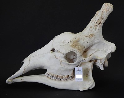 Lot 173 - Bull Giraffe (Camelopardalis reticulata), complete prepared full skull, 70cm long, height 49cm,...