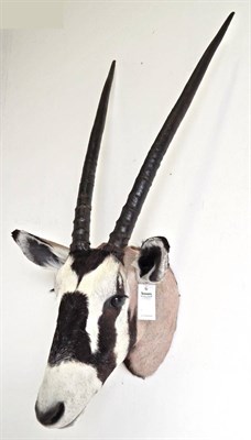 Lot 174 - Gemsbok Oryx (Oryx gazella gazella), modern, head mount looking straight ahead, 39cm from the wall