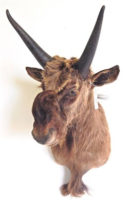 Lot 175 - Black Wildebeest (Connochaetes gnou), modern, juvenile, shoulder mount, with head turning...