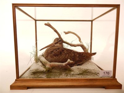 Lot 176 - Eurasian Woodcock (Scolopax rusticola), circa late 20th century, by South Ribble Taxidermy,...