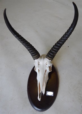 Lot 177 - Common Reedbuck (Redunca arundinum), horns on frontlet, left horn 35cm, on shield