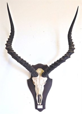 Lot 179 - Southern Impala (Aepyceros melampus), horns on upper skull, right horn 63cm, left horn 63cm, tip to