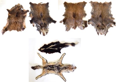 Lot 182 - European Wild Boar (Sus scrofa), four prepared full skins (a/f); Skunk, prepared full skin; and...