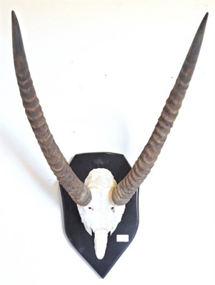 Lot 183 - Waterbuck (Kobus ellipsiprymnus), late 20th century, horns on frontlet, 67cm high overall, on black