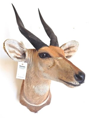 Lot 184 - Bushbuck (Tragelaphus sylvaticus), late 20th century, shoulder mount, right horn 35.5cm,...