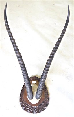 Lot 185 - Northern Grant's Gazelle (Nanger granti lacuum), horns on frontlet, right horn 70cm, left horn...