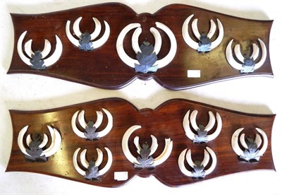 Lot 186 - Bush Pig Tusks, mounted on two shaped and polished wood shields, each 27cm by 80cm, fitted with...