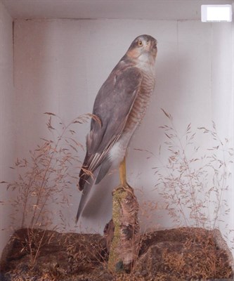 Lot 187 - Sparrowhawk (Accipter nisus), circa 1920, male full mount perched upon a cork stump amongst...