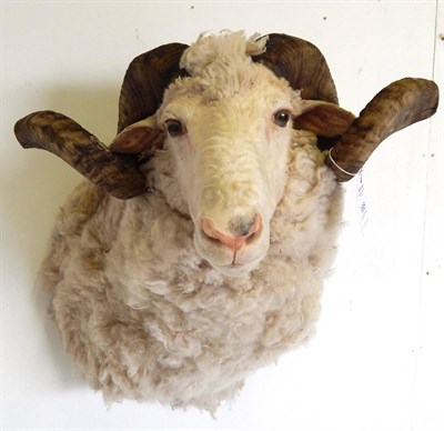 Lot 190 - Domestic Sheep (Ovis aries), modern shoulder mount with head turning to the right, 50cm from...