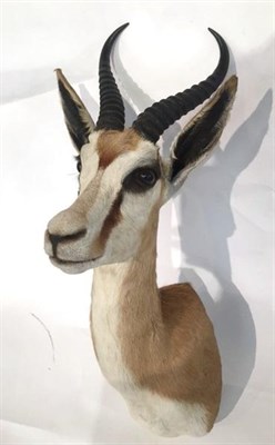 Lot 191 - Springbok (Antidorcas marsupialis), modern, shoulder mount with head turning to the left, 35cm from