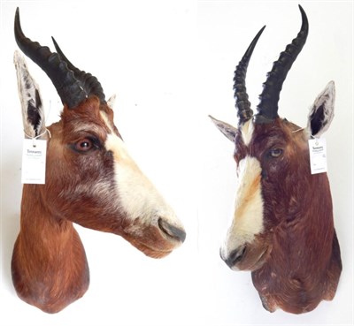 Lot 192 - Blesbok (Damaliscus pygargus phillipsi), modern, shoulder mount with head turning to the right,...