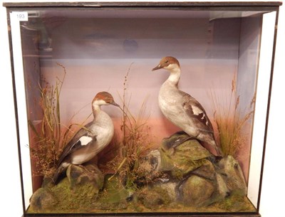 Lot 193 - Smew (Mergus albellus), circa early 20th century, by R Septimus Gardner, Taxidermist and...