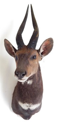 Lot 194 - Cape Bushbuck (Tragelaphus sylvaticus), modern, shoulder mount with head turning slightly to...