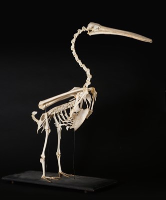 Lot 195 - Pelican (Pelecanus), complete skeleton, standing upright on an ebonised base, overall height...