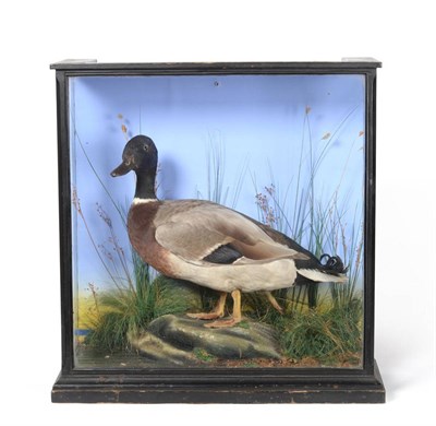 Lot 197 - Three-Legged Mallard Duck (Anas platyrhynchos), circa 1910 by Macleay of Inverness, very rare drake