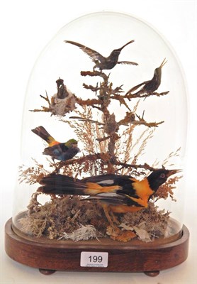 Lot 199 - Six Tropical Birds, circa 1900, include Baltimore Oriole (Icterus galbula), Paradise Tanager...