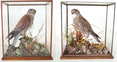 Lot 200 - Common Kestrel (Falco tinnunculus), late 20th century, two full mounts, male and female in separate